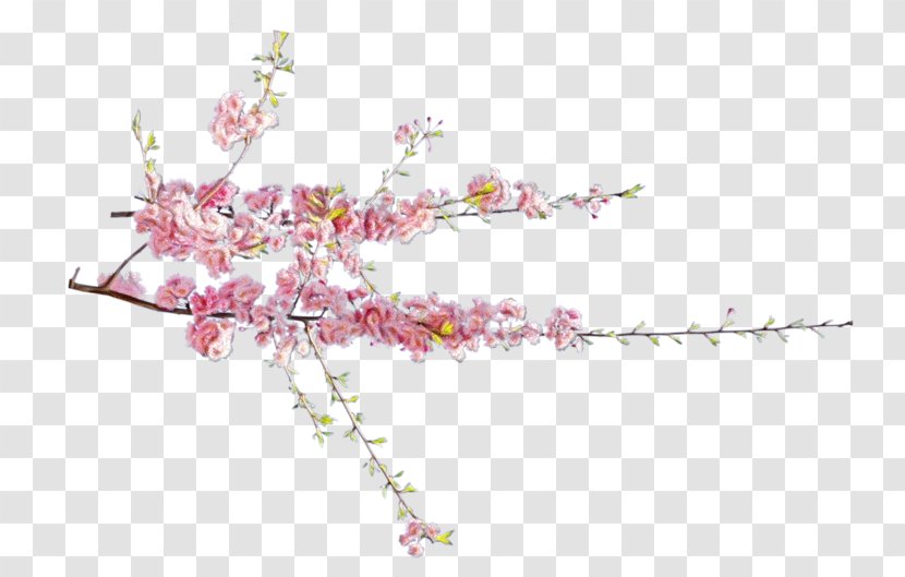 Cherry Blossom Cartoon - Web Design - Twig Branch Transparent PNG