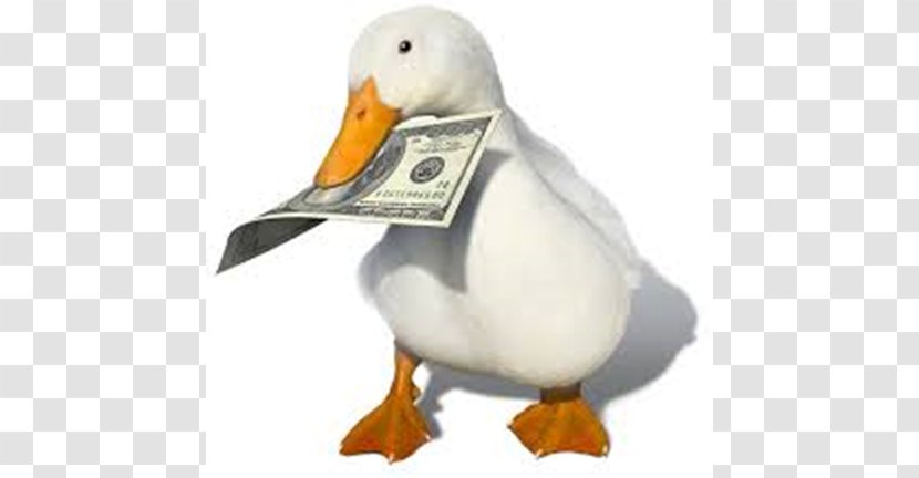 Mandarin Duck Money YouTube Animal Transparent PNG