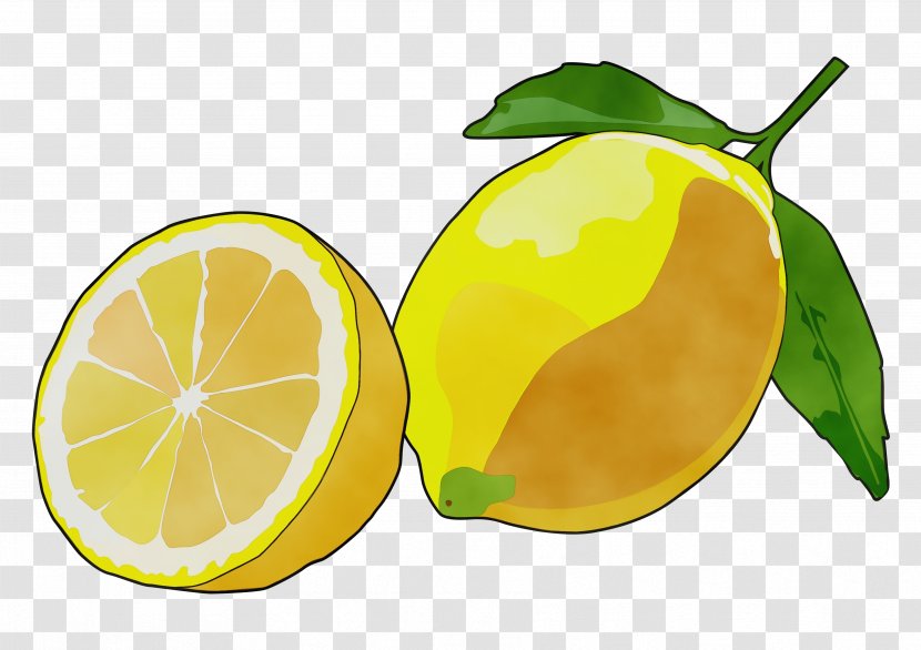 Lemon Leaf - Wet Ink - Peel Tangelo Transparent PNG