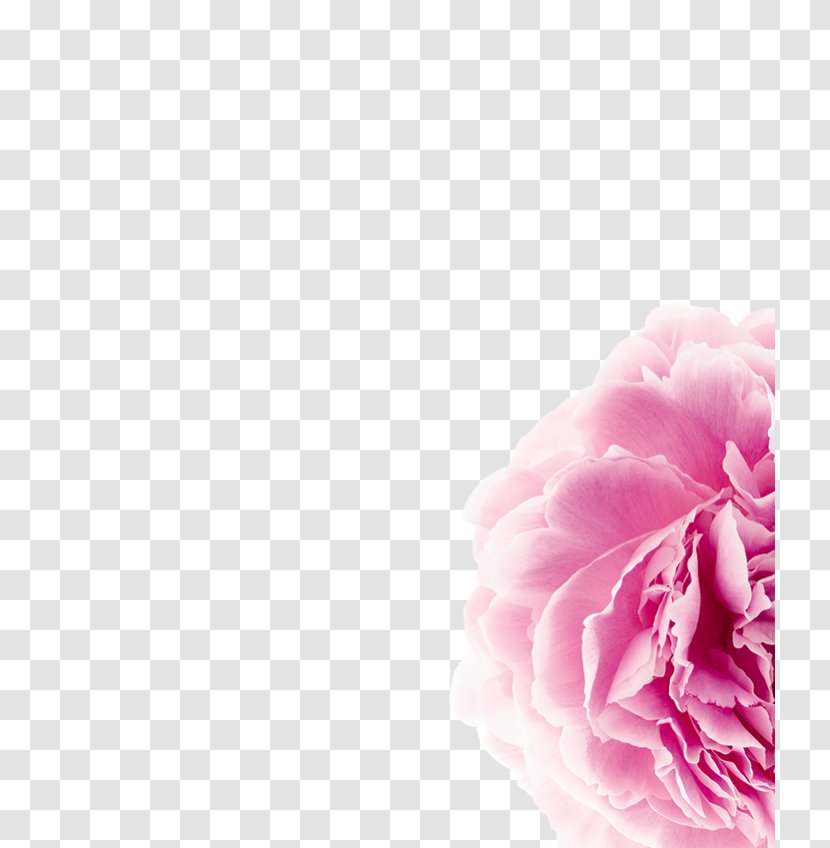 Moutan Peony Scalp Hair Paeonia Lactiflora - Shampoo - Basemap Transparent PNG