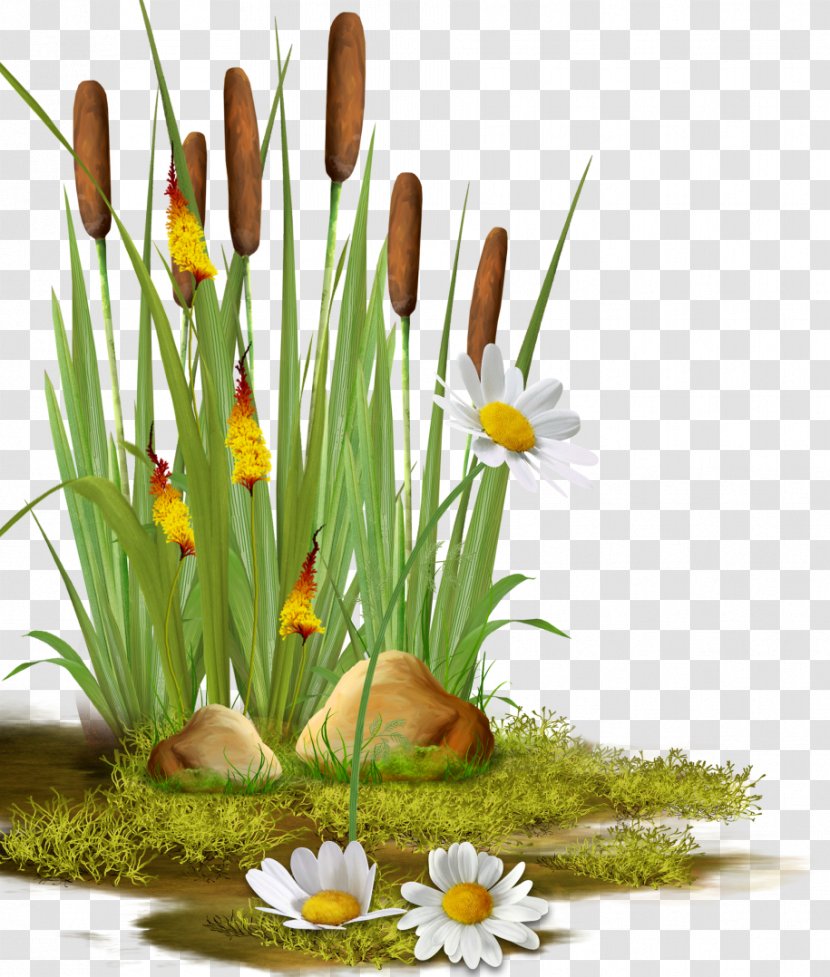 Reed Photography Clip Art - Flower - Grass Transparent PNG