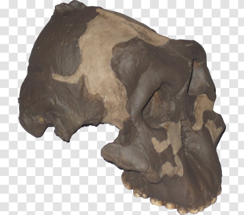 Paleontología Humana Paleontology Origen Del Hombre Skull Alpuente - Australopithecine Transparent PNG