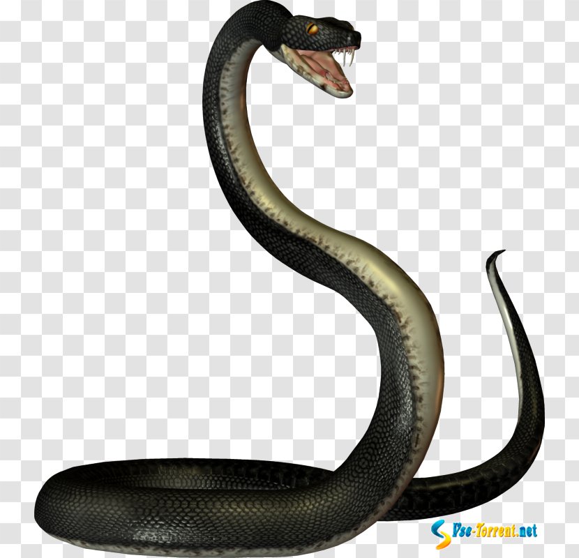 Snakes Clip Art - Snake - Small Transparent PNG