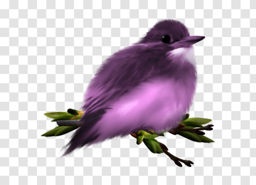 Finches Cuckoos Purple Clip Art Transparent PNG