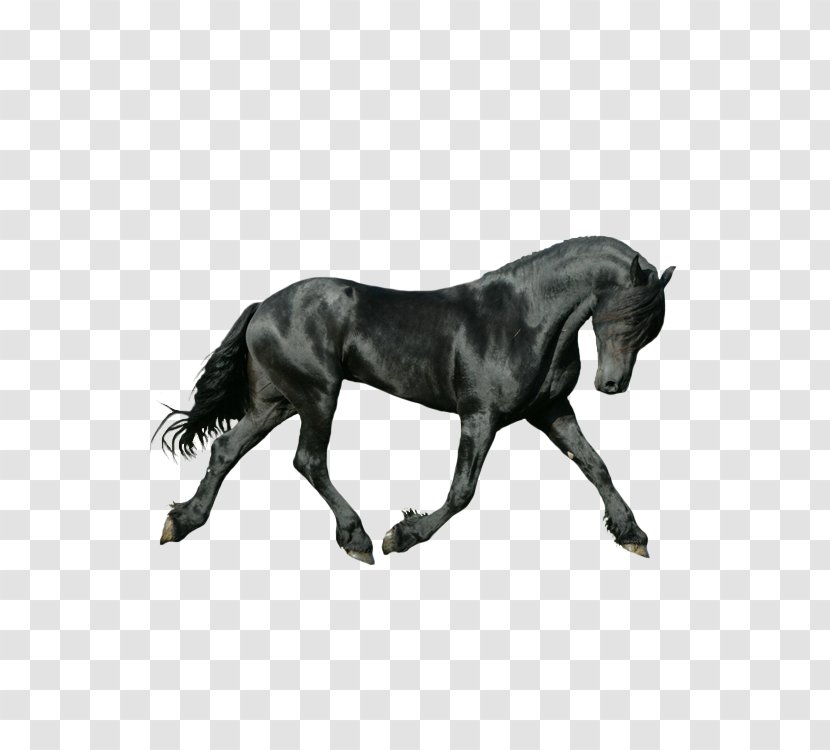 Master Dressage: Ride More Beautiful Tests, Get Higher Marks And Have A Better Relationship With Your Horse Equestrianism - Supplies - Dark Transparent PNG