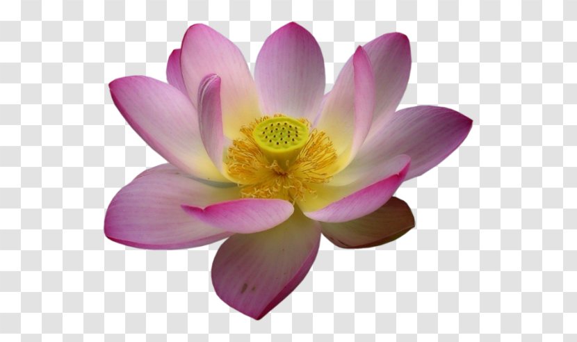 Nelumbo Nucifera Flower Clip Art - Animaatio - Blessing Day Transparent PNG