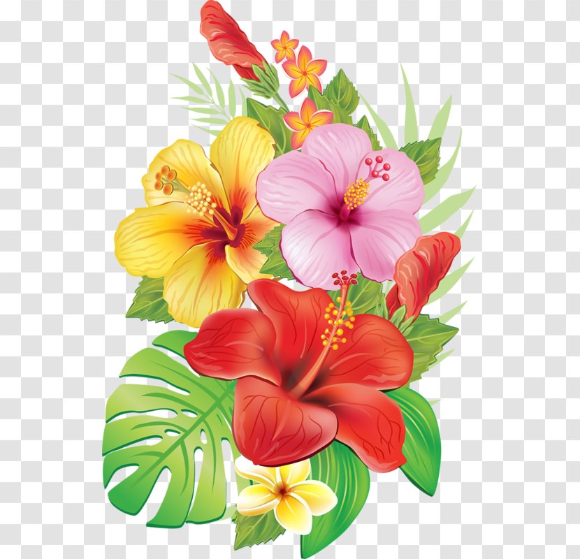 Drawing Flower Clip Art - Chinese Hibiscus - Flamingos Transparent PNG