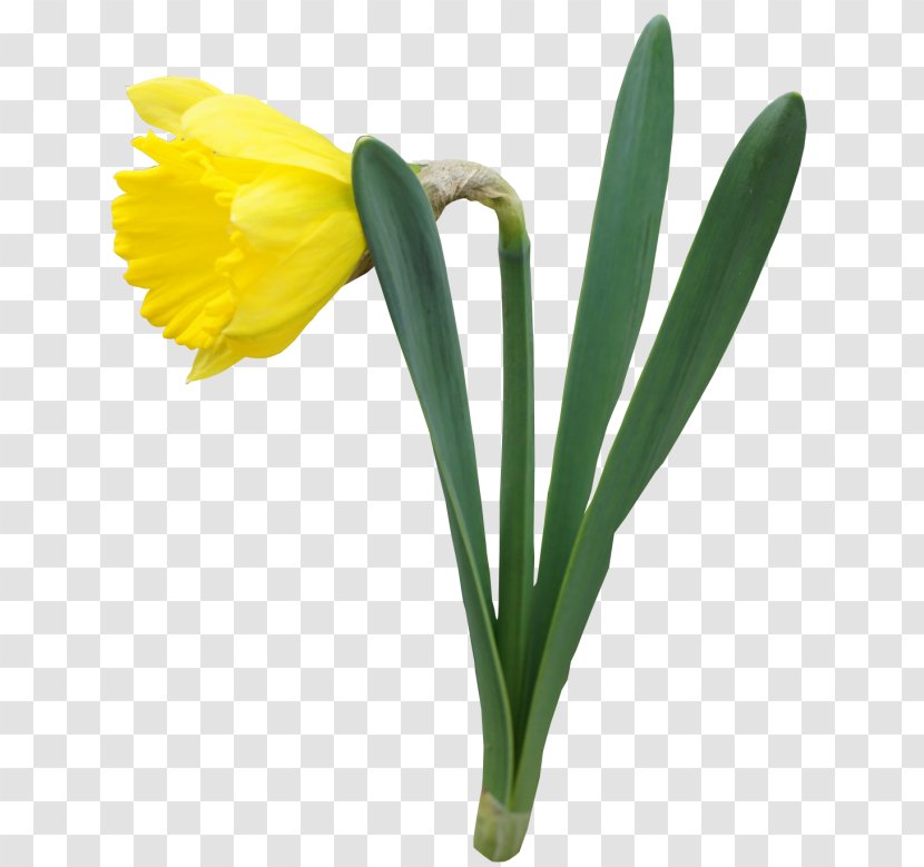 Daffodil Flower Clip Art - Color - Images Transparent PNG