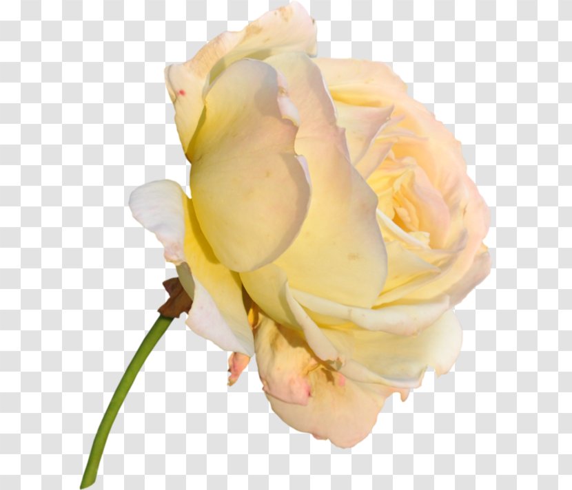 Garden Roses Yellow Cabbage Rose Flower - Pink Flowers Transparent PNG
