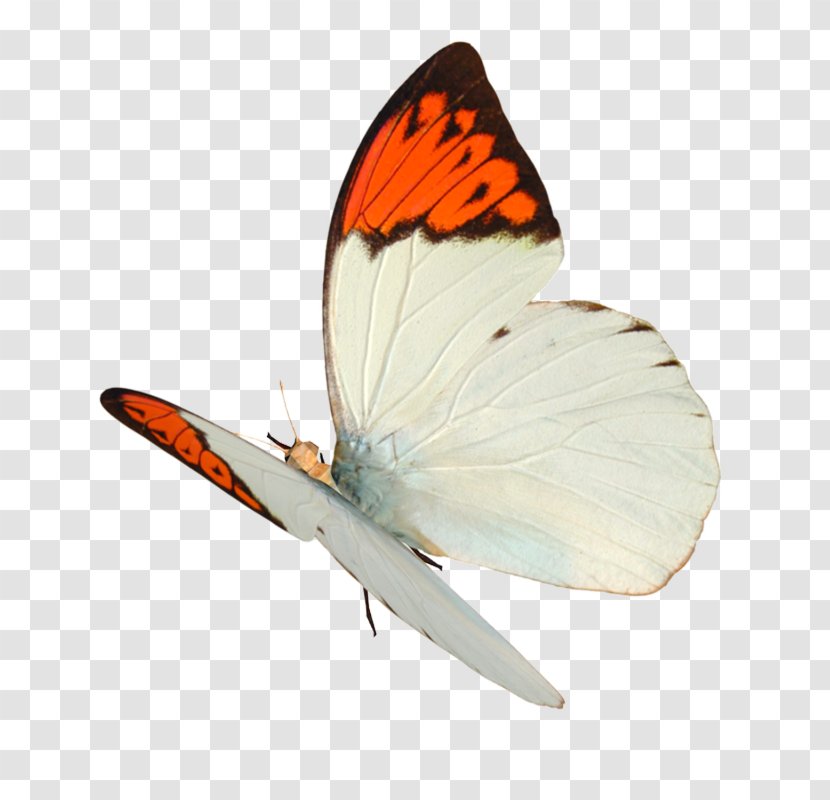 Butterfly Cdr - Moths And Butterflies Transparent PNG