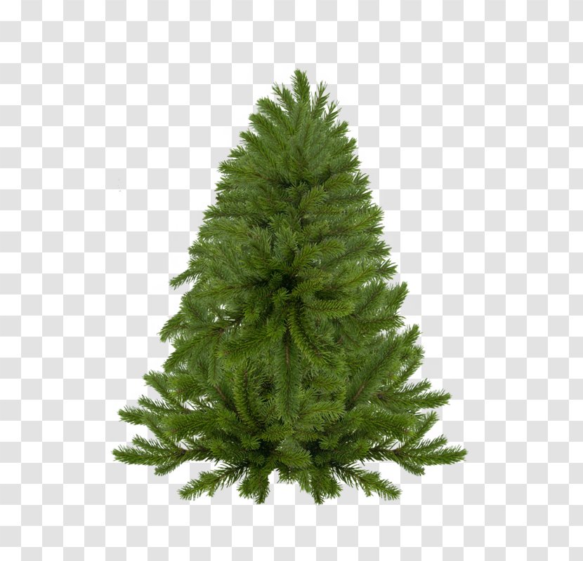 Spruce Christmas Tree New Year Paintbrush - Conifer - Arboles Transparent PNG