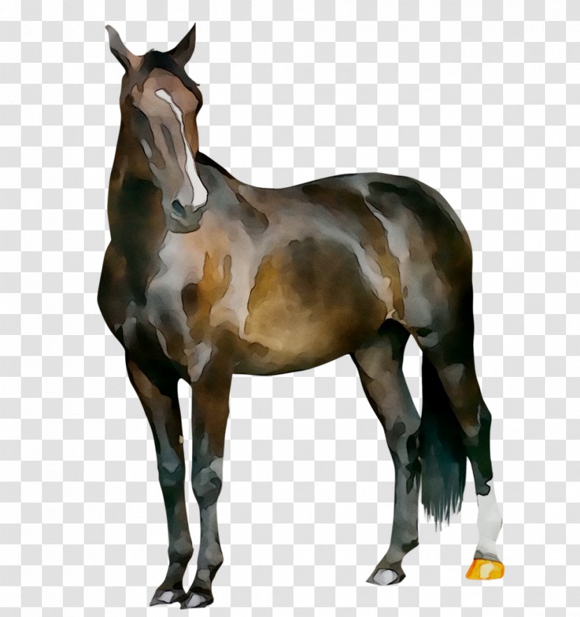 Mare Horses Dog Mustang - Livestock - Pet Transparent PNG