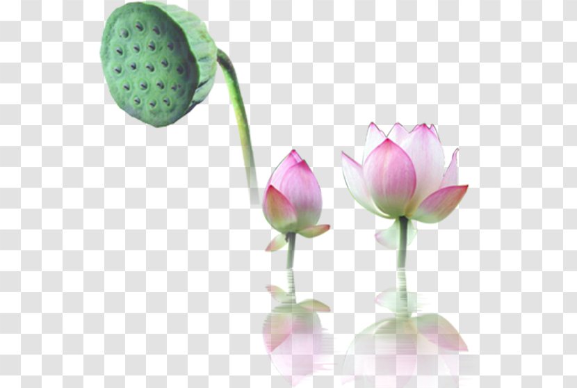 Nelumbo Nucifera Water Lily Computer File - Lotus - Leaf Transparent PNG