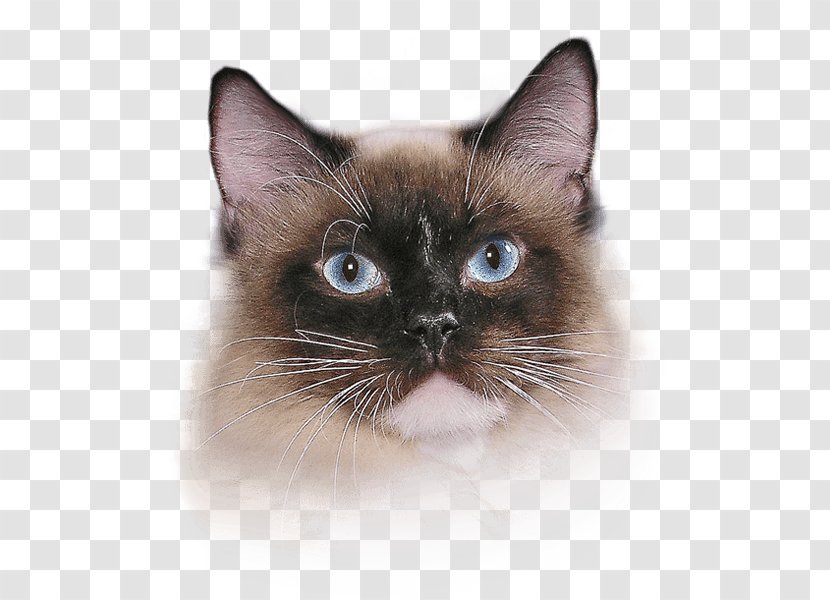 Whiskers Siamese Cat Balinese Snowshoe Birman - Thai - Palm Transparent PNG