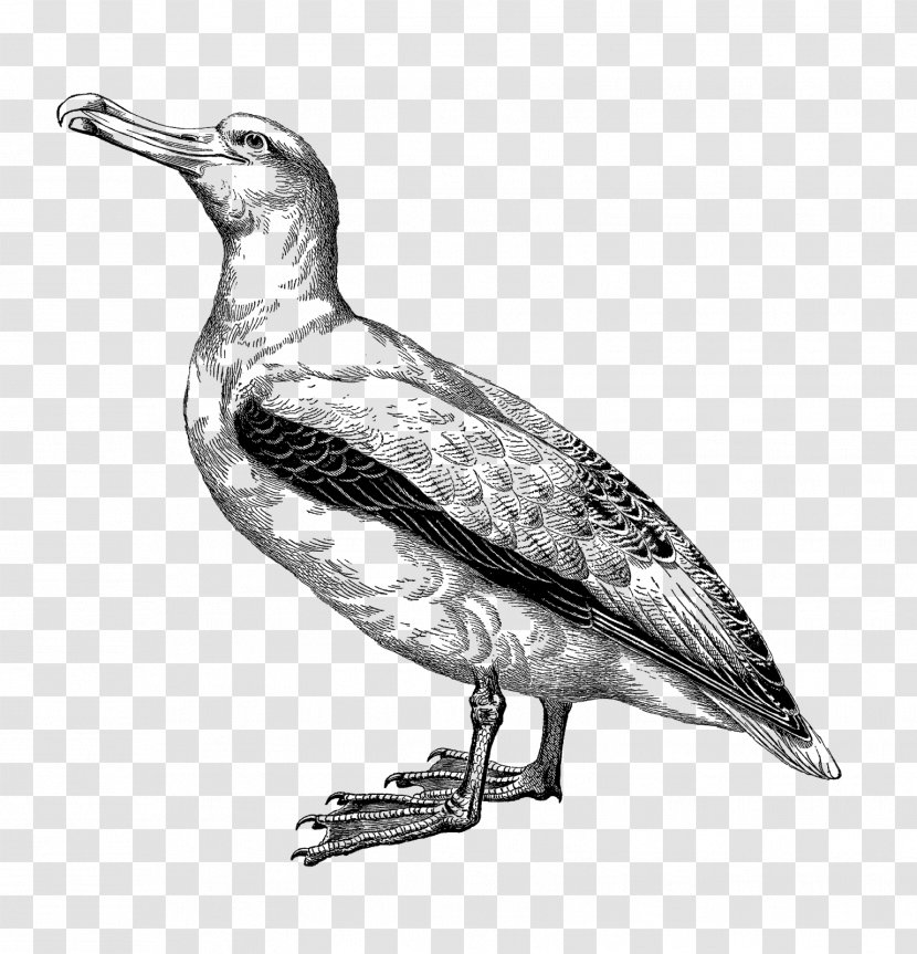 Drawing Animal Illustrations Albatross Clip Art - Bird - Digital Illustration Transparent PNG