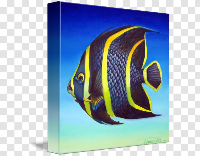 French Angelfish Emperor Queen - Marine Angelfishes - Fish Transparent PNG