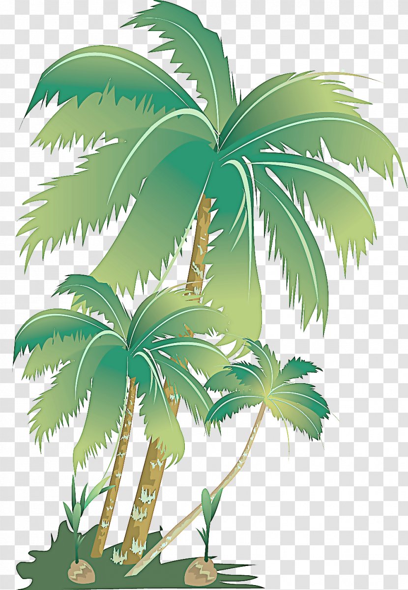 Palm Tree - Coconut Houseplant Transparent PNG