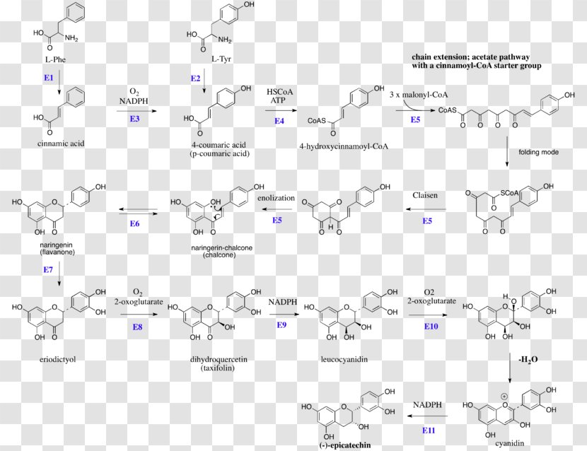 Flavan-3-ol Flavonoid Catechin Flavonols - Watercolor - Polymerization Transparent PNG