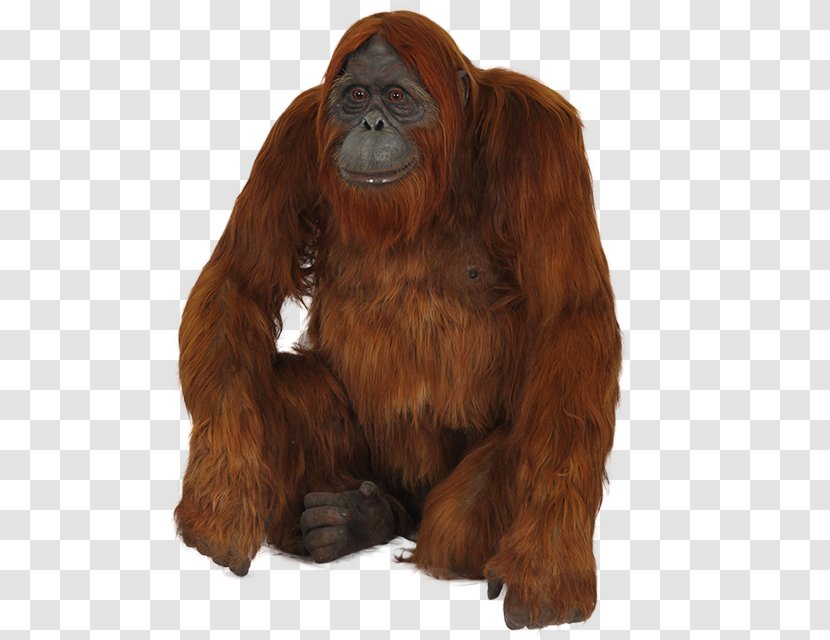 Orangutan Foundation International Gorilla Icon Transparent PNG