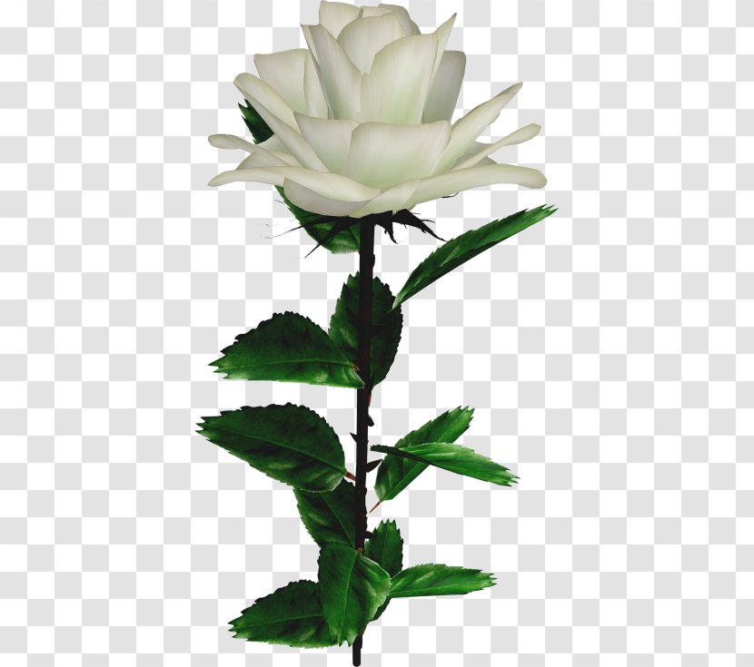 Garden Roses Rosa × Alba Flower - Rose Transparent PNG