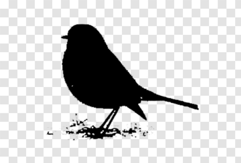 American Sparrows Beak Fauna Font Silhouette - Robin Transparent PNG