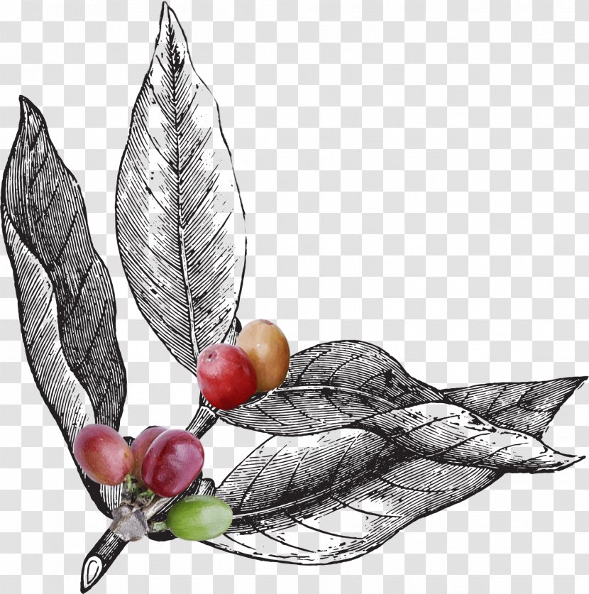 Coffee Roasting Bean How To Brew: Everything You Need Know Brew Great Beer Every Time - Flowering Plant Transparent PNG