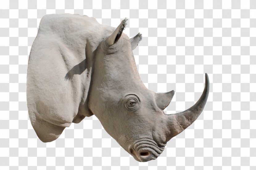 White Rhinoceros Horn Clip Art - Fauna - Rhino Transparent PNG