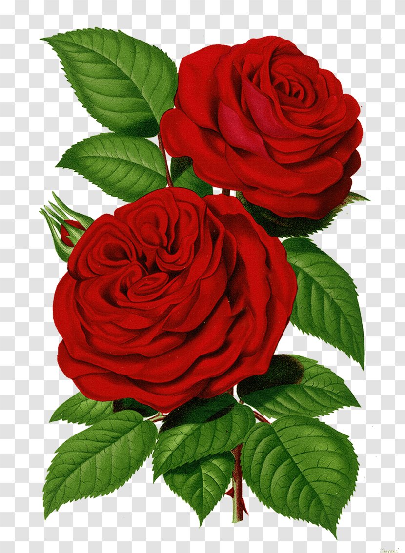 Printing Garden Roses Clip Art Image Pink - Petal - Red Vintage Floral Transparent PNG