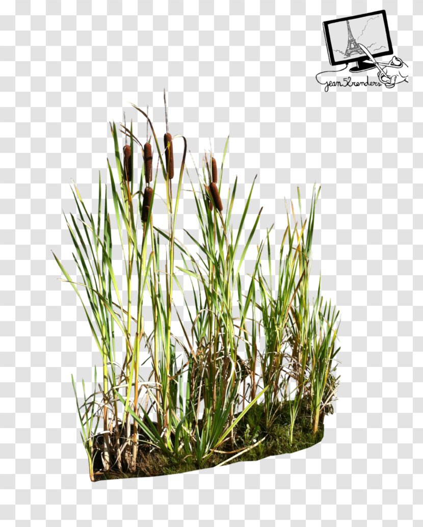 Reed Roseaux - Flowerpot - Roseau Transparent PNG