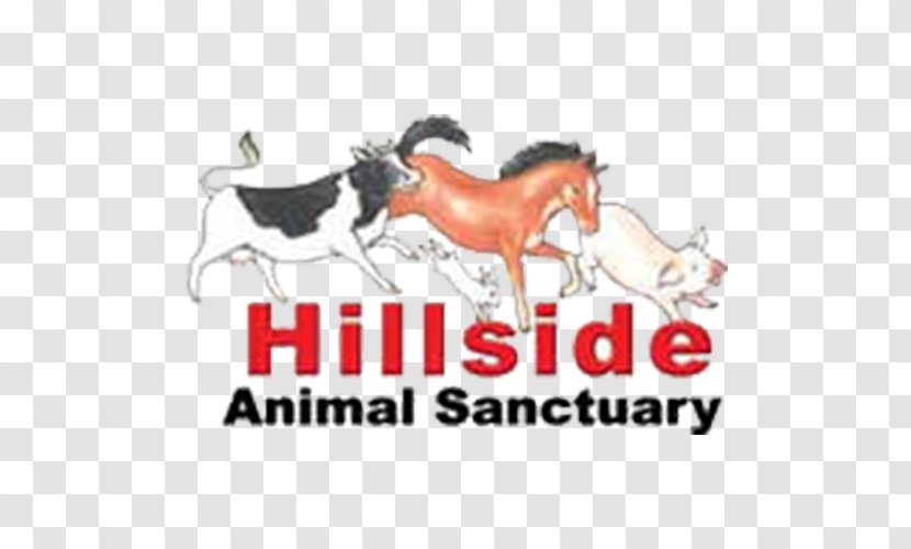 Norwich West Runton Frettenham Hillside Animal Sanctuary Horse - Donation - Electricity Transparent PNG