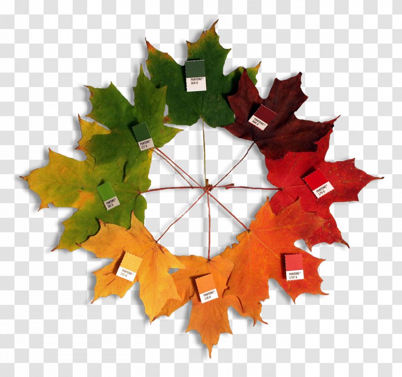 Color Wheel Pantone Scheme Theory - Advertising - Autumn Leaves Transparent PNG