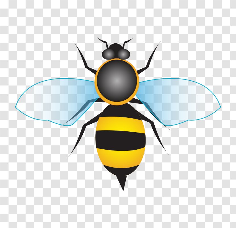 Honey Bee - Invertebrate - Bee,Cartoon Transparent PNG