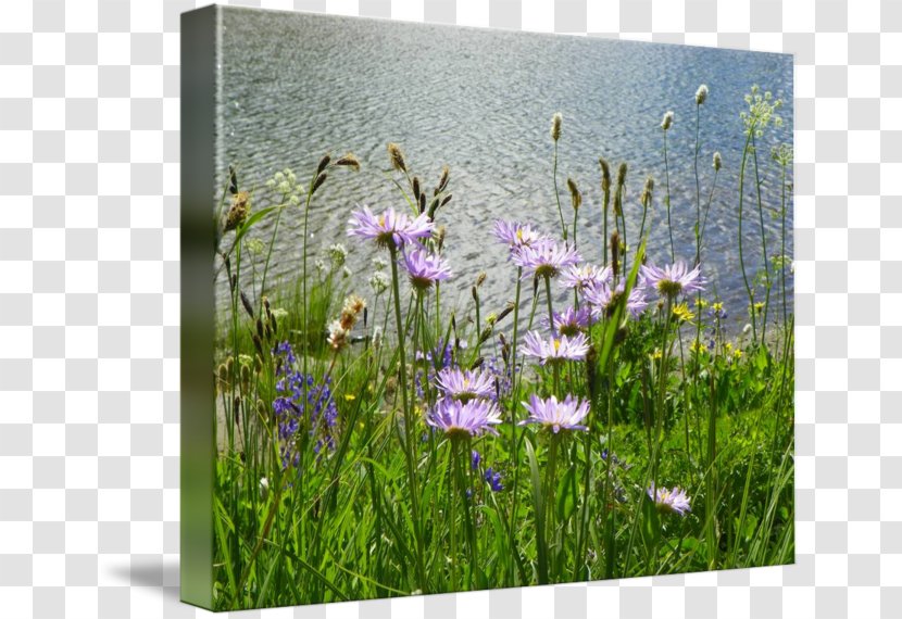 Gallery Wrap Canvas Photography Art Grasses Transparent PNG