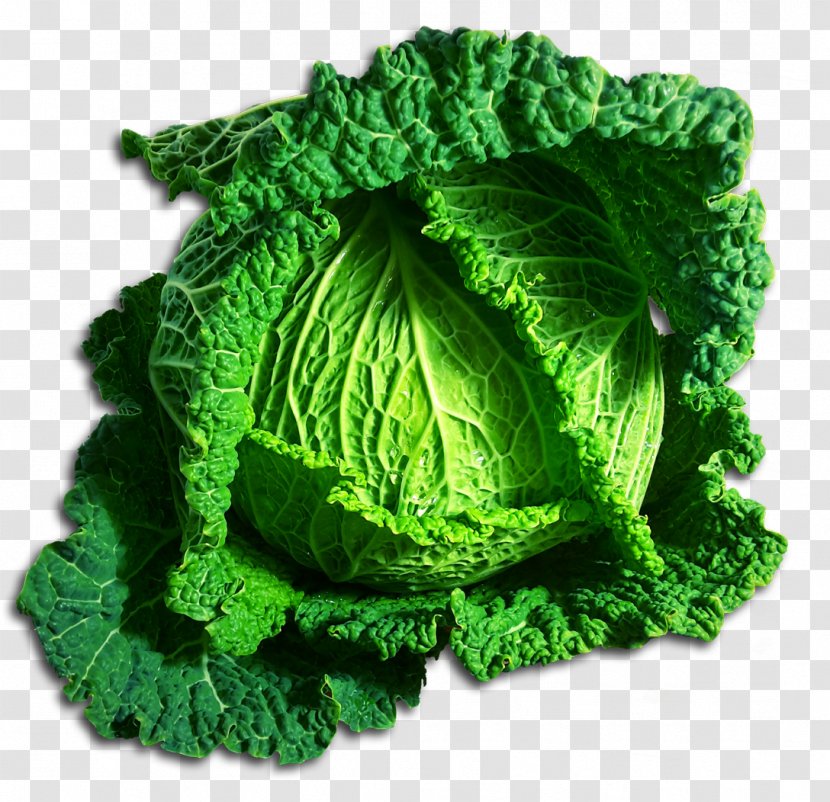 Cabbage Vegetable Romaine Lettuce Clip Art - Kale Transparent PNG
