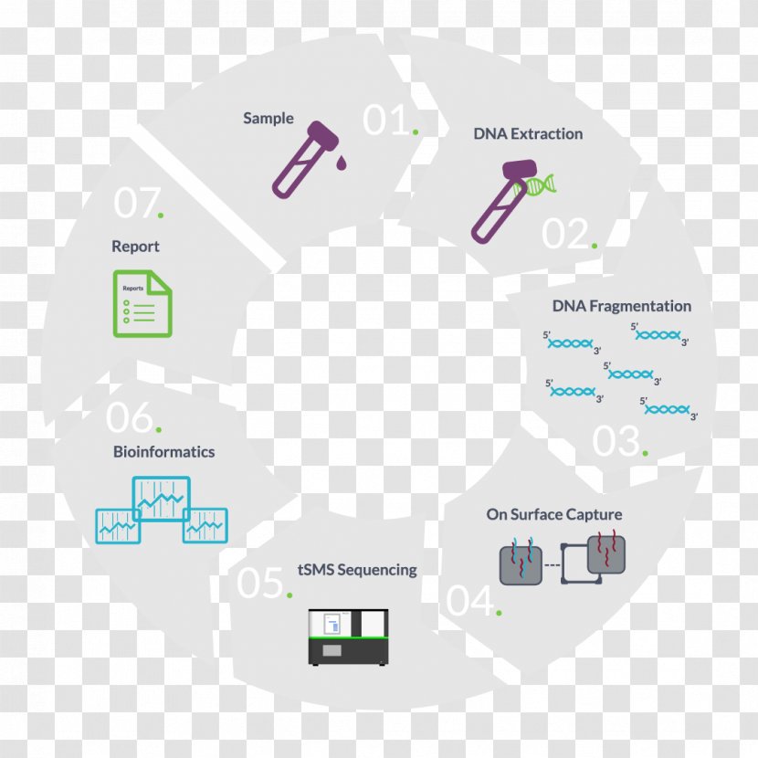 RNA-Seq Genomics Real-time Polymerase Chain Reaction DNA - Organization - Realtime Transparent PNG