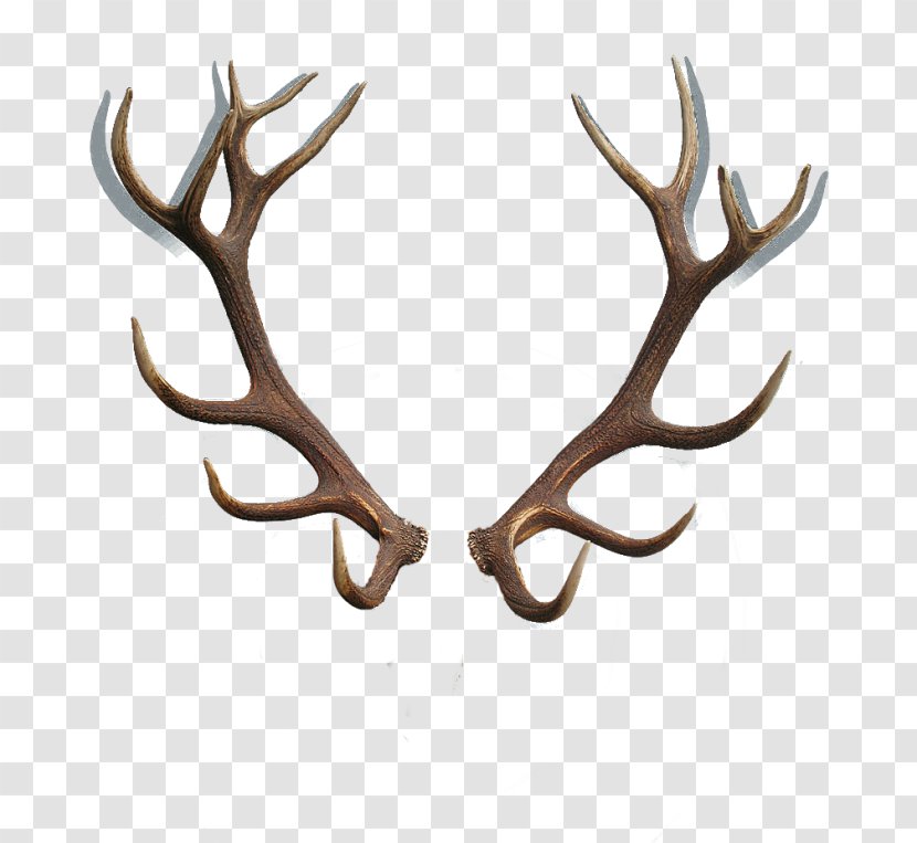 Red Deer Reindeer Antler Horn Transparent PNG