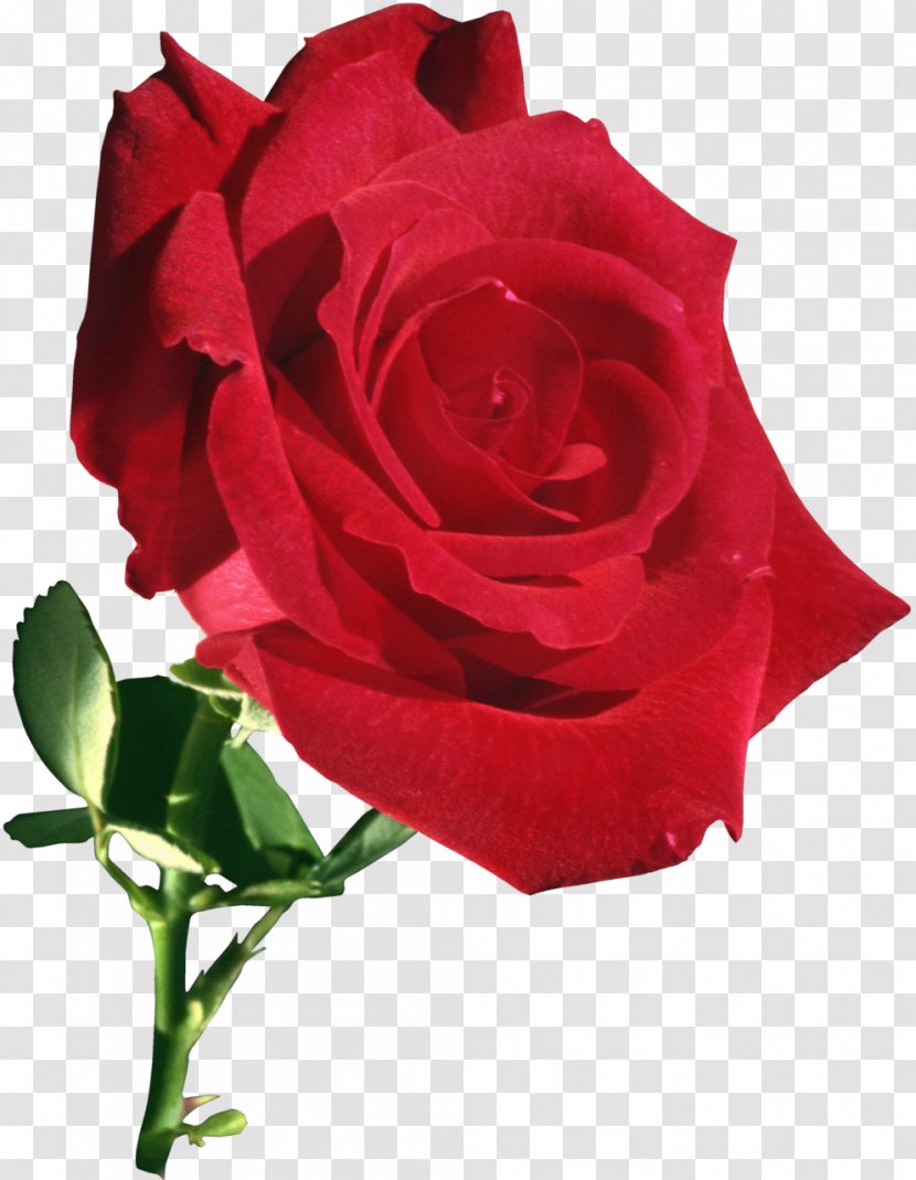 Garden Roses Flower Rose - Red Transparent PNG