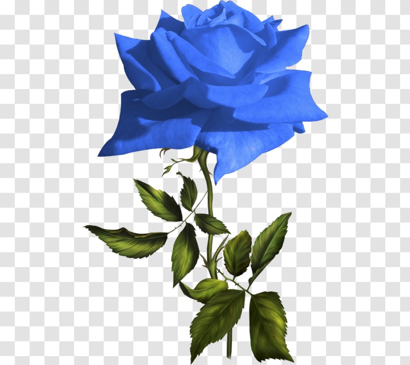 Blue Rose Garden Roses Flower Clip Art - Flowering Plant Transparent PNG