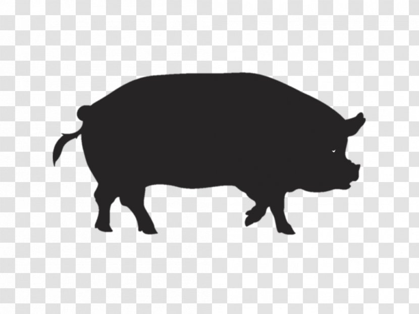 Pig Kunekune Spare Ribs Barbecue - Pork Loin - Pasture Transparent PNG