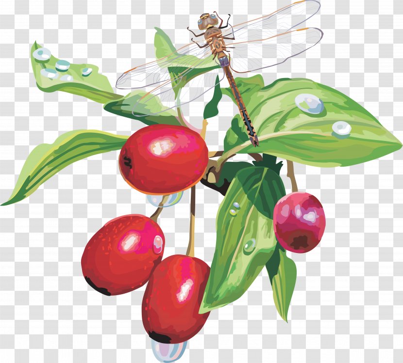 Blueberry Fruit Cranberry - Berries Transparent PNG