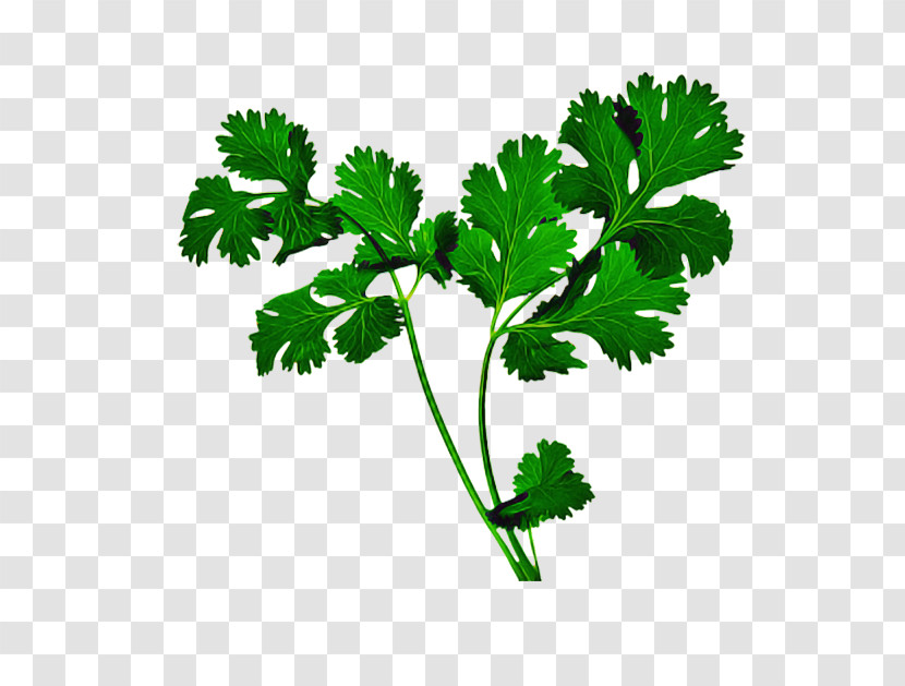 Parsley Transparent PNG