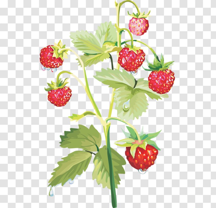 Musk Strawberry Raspberry - Fruit Transparent PNG