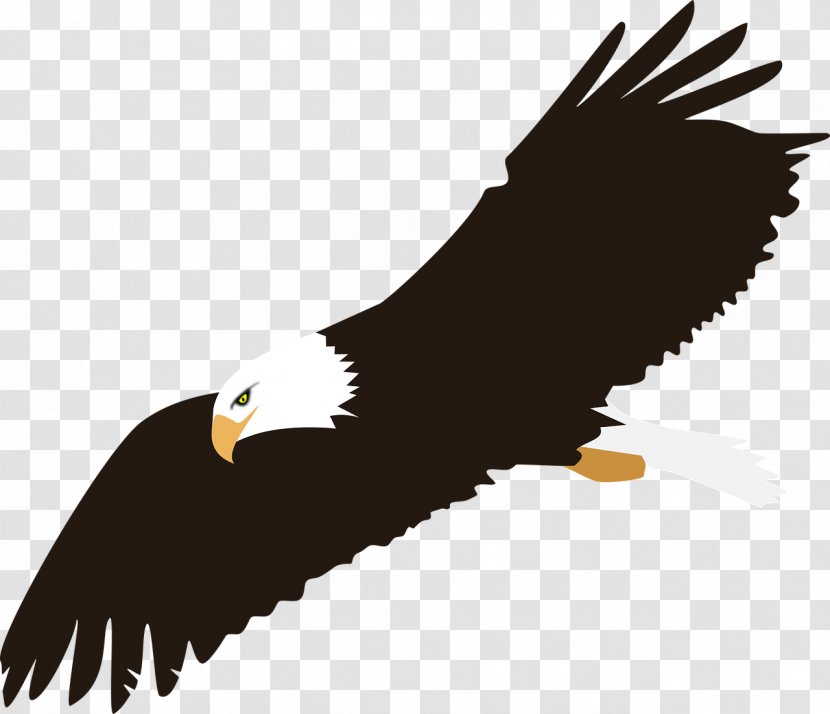 Eagle Clip Art - Fauna Transparent PNG