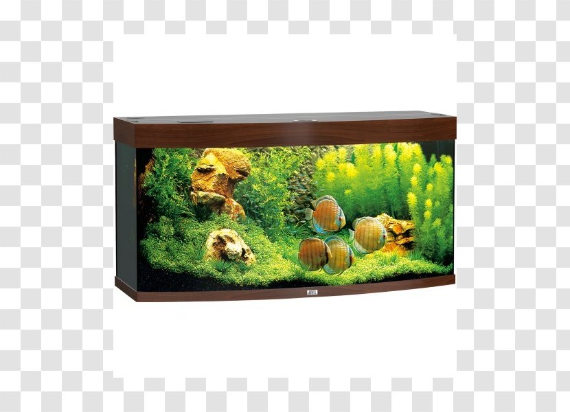 Tropical Aquariums Light Wood Visual Perception - Freshwater Aquarium Transparent PNG