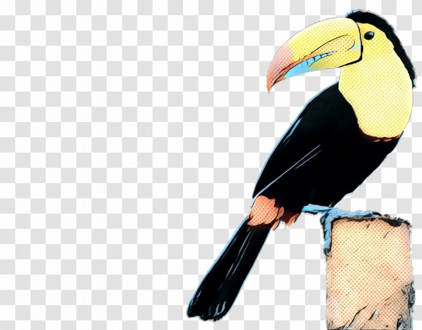 Bird Toucan Beak Hornbill Piciformes - Retro - Coraciiformes Transparent PNG