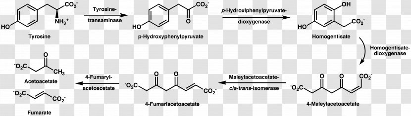 Tyrosine 4-Hydroxyphenylpyruvic Acid Amino Small Molecule - Tree - Heart Transparent PNG