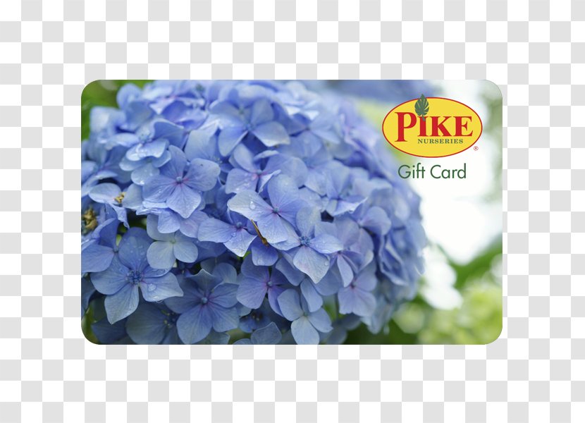 Pike Nurseries Acquisition, LLC Nursery Hydrangea Tree Farm - Hydrengia Transparent PNG