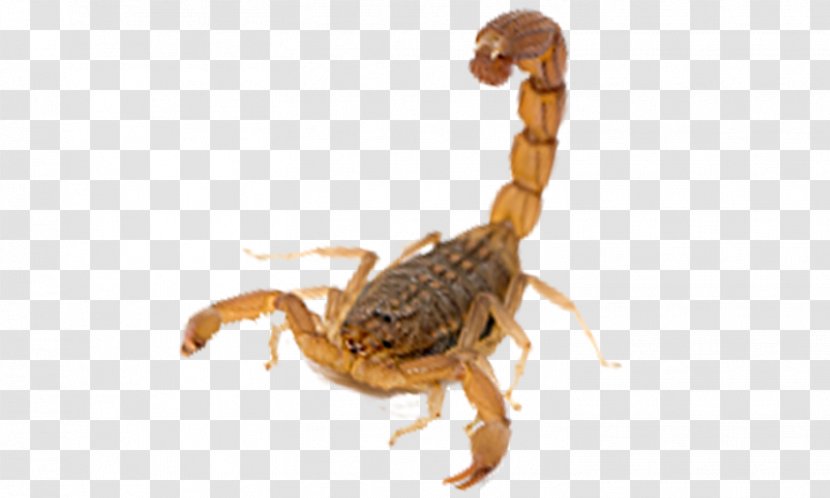 Scorpion Arachnid Insect Terrestrial Animal Pest - Spider Parasite Transparent PNG