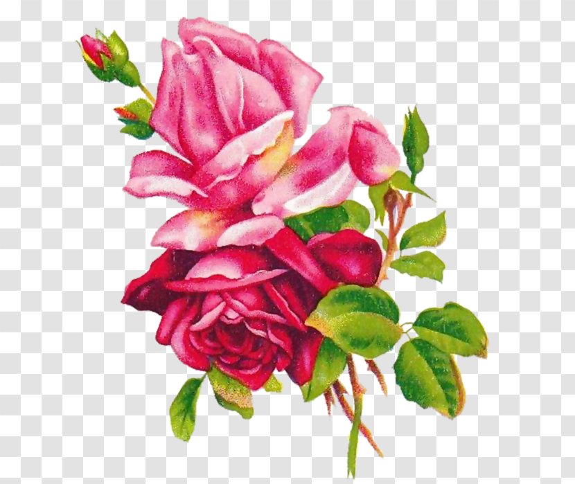 Beach Rose Flower 玫瑰圖鑑 Best Roses Garden - Cut Flowers Transparent PNG