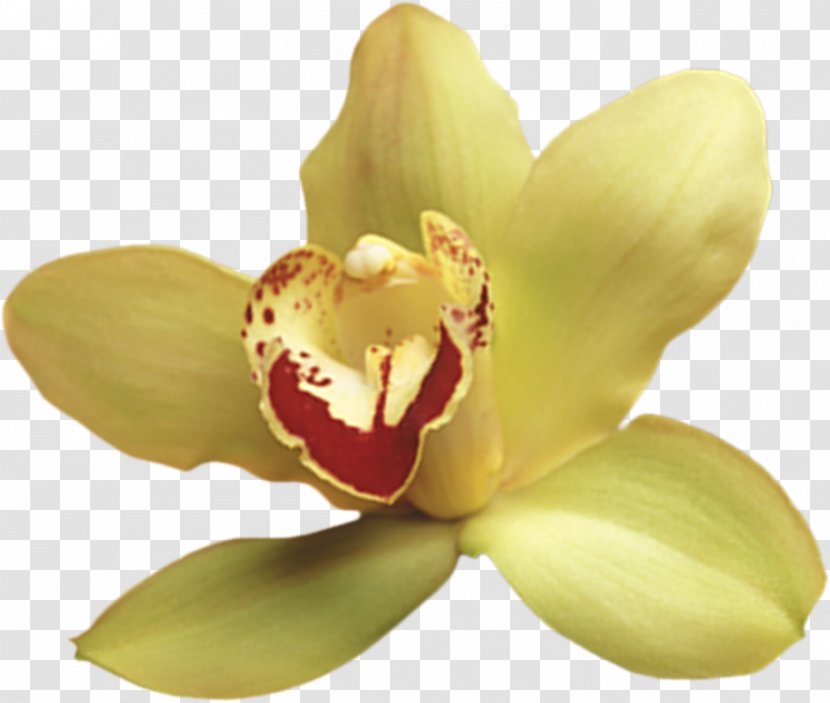 Moth Orchids Petal - Orchid Transparent PNG